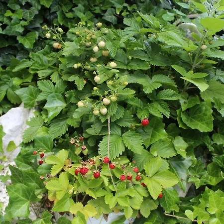 Kameralny Z Oddzielnym Wejsciem- Blisko Pkp * Karpacz
