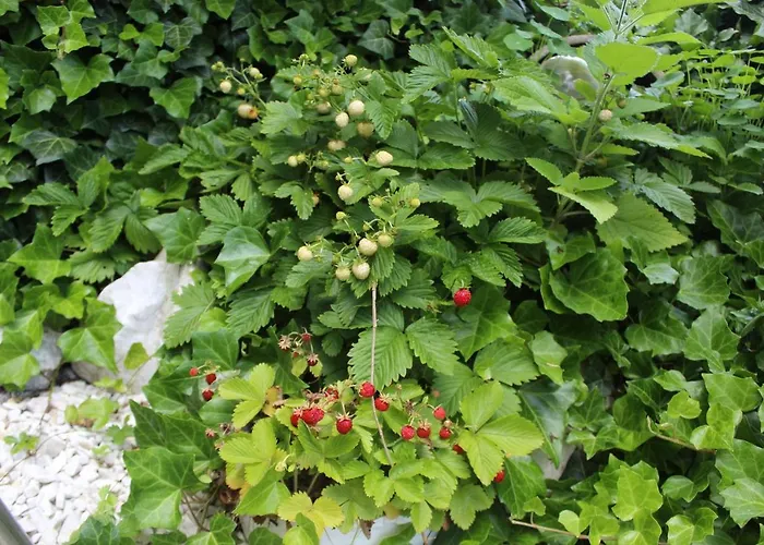 Kameralny Z Oddzielnym Wejsciem- Blisko Pkp * Karpacz